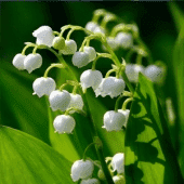 Kwiaciarnia MARIUSZ Mariusz Rainda