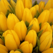 Kwiaciarnia MARIUSZ Mariusz Rainda