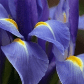 Kwiaciarnia MARIUSZ Mariusz Rainda