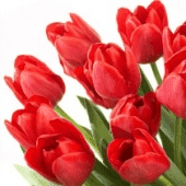 Kwiaciarnia MARIUSZ Mariusz Rainda