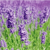 Kwiaciarnia MARIUSZ Mariusz Rainda