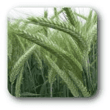 Danko sp. z.o.o Hodowla Roślin