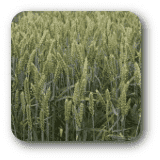 Danko sp. z.o.o Hodowla Roślin