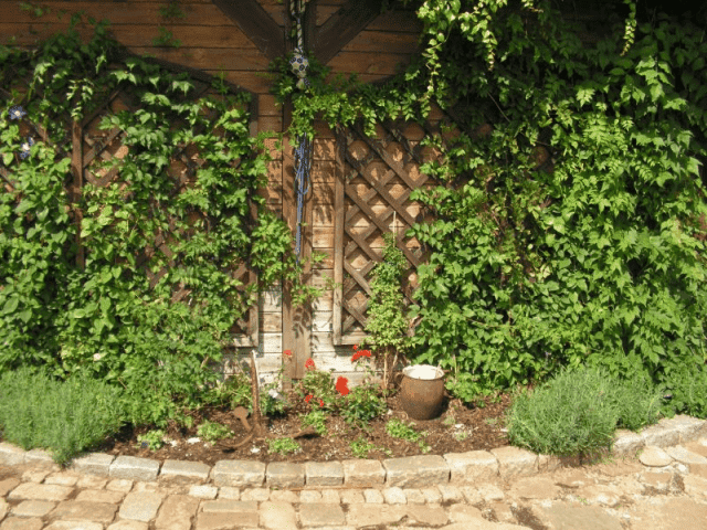 USŁUGI OGRODNICZE "TILIA" Wojciech Gołaś