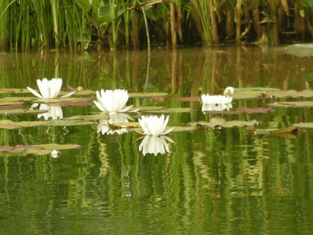 USŁUGI OGRODNICZE "TILIA" Wojciech Gołaś