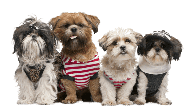 Salon Pielęgnacji Psów PSIA URODA