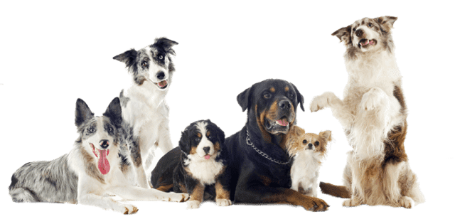 Salon Pielęgnacji Psów PSIA URODA