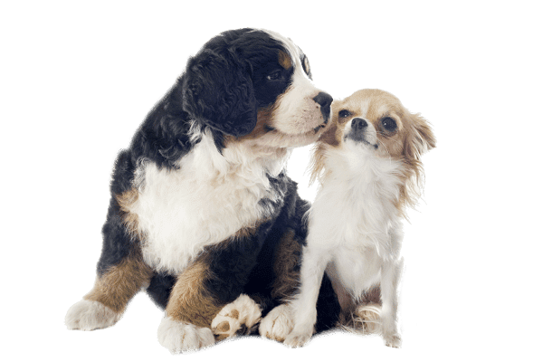 Salon Pielęgnacji Psów PSIA URODA