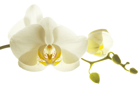 Orchidea Zakład Pogrzebowy Maria Olszewska i Robert Toński S.C.