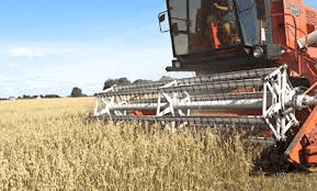 "MAGDALENA" ANETA KUJAWOWICZ