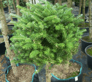 GOSPODARSTWO SZKÓŁKARSKIE. MAŁGORZATA I EMIL BIAŁECCY.