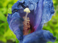 GOSPODARSTWO SZKÓŁKARSKIE. MAŁGORZATA I EMIL BIAŁECCY.