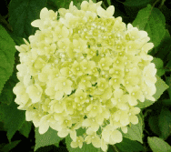 GOSPODARSTWO SZKÓŁKARSKIE. MAŁGORZATA I EMIL BIAŁECCY.