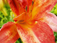 GOSPODARSTWO SZKÓŁKARSKIE. MAŁGORZATA I EMIL BIAŁECCY.