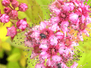 GOSPODARSTWO SZKÓŁKARSKIE. MAŁGORZATA I EMIL BIAŁECCY.