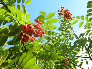 GOSPODARSTWO SZKÓŁKARSKIE. MAŁGORZATA I EMIL BIAŁECCY.