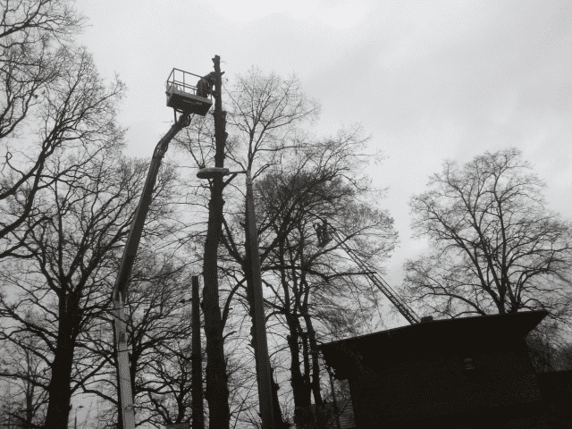 Quercus Krzysztof Kardasz