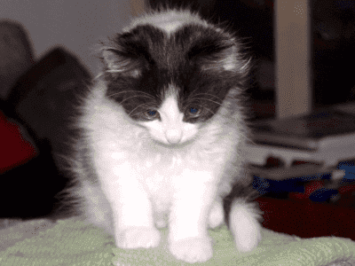 "VATAMICOR" Przychodnia Weterynaryjna lek.wet. Waldemar Wilkołaski