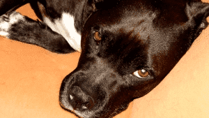 "VATAMICOR" Przychodnia Weterynaryjna lek.wet. Waldemar Wilkołaski