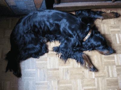 "VATAMICOR" Przychodnia Weterynaryjna lek.wet. Waldemar Wilkołaski