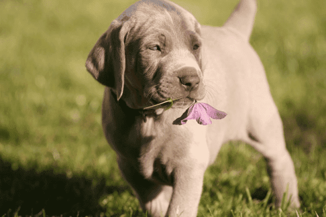 Hodowla - Wyżeł Weimarski - Weimaraner 
ATRIA CORDIS