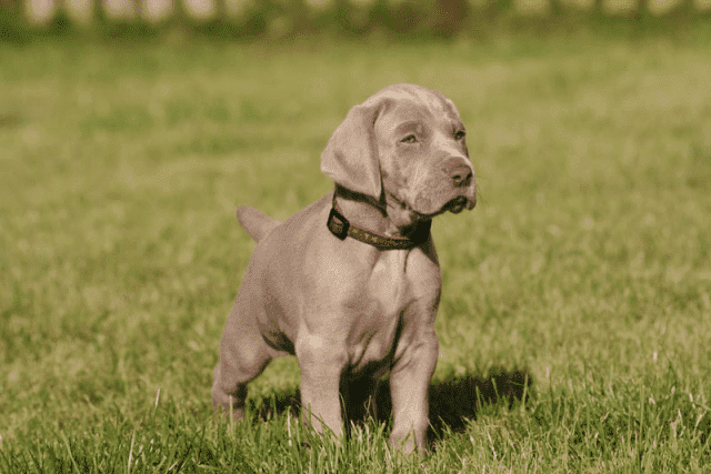 Hodowla - Wyżeł Weimarski - Weimaraner 
ATRIA CORDIS