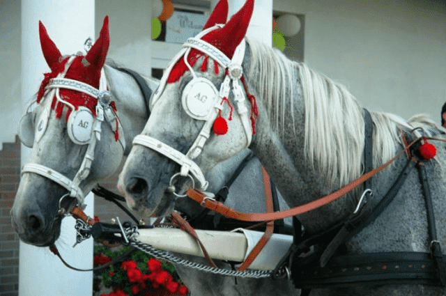 Restauracja Dom Weselny Gościniec Bzeziny
Julianna i Stanisław Kolebscy