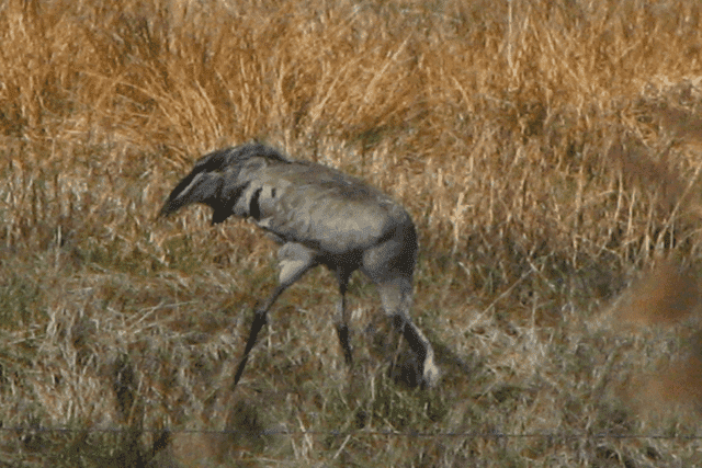Domki Gościnne-Świnoujście