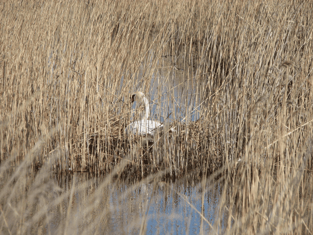 Domki Gościnne-Świnoujście