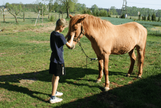 Pod Brzozą. Gospodarstwo agroturystyczne. Bujak K.A.