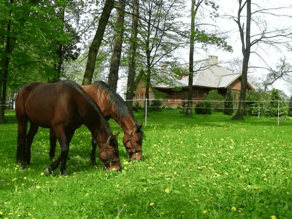 AGRTURYSTYKA JAZDA KONNA "DWÓR TRZEŚNIÓW"