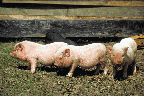 Usługi i Handel Szymon Kwiatkiewicz