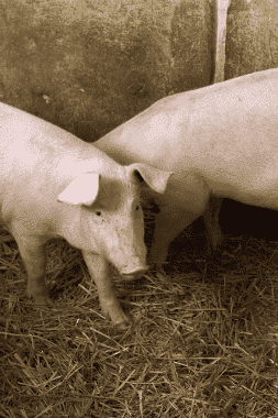 Usługi i Handel Szymon Kwiatkiewicz