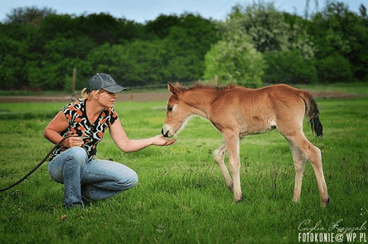 Gospodarstwo Agroturystyczne KUCYKOLANDIA