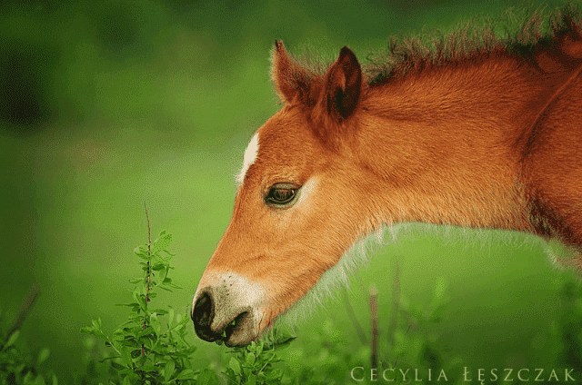 Gospodarstwo Agroturystyczne KUCYKOLANDIA